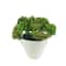Assorted Micro Premade Succulent, 1pc. by Ashland®